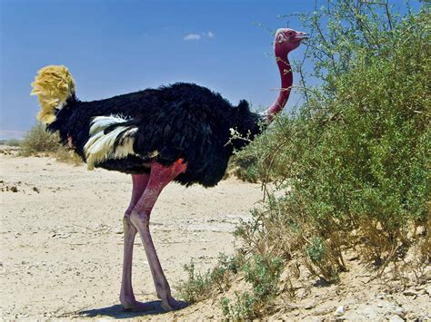What Do Ostriches Eat? (Full Diet, Feeding, Habits +… | Birdfact