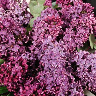 Букет из сирени "Ароматная сирень" | СтудиоФлористик