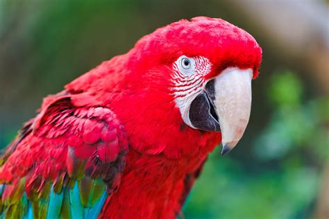 Red Parrot This Picture Of A Red Macaw Marks The Start Of Flickr