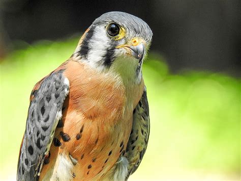 Identifying Male and Female American Kestrels | intoBirds