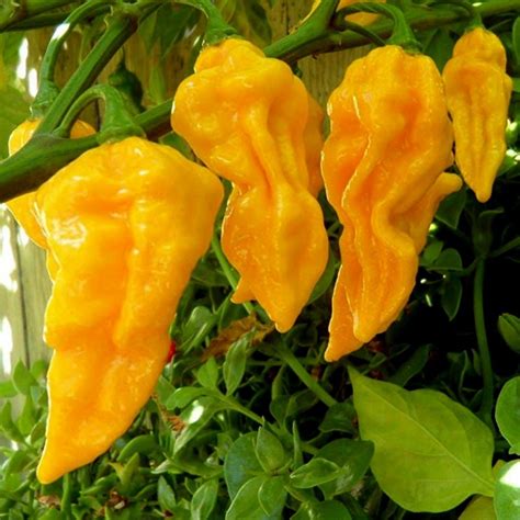 Price Habanero Hot Lemon Seeds