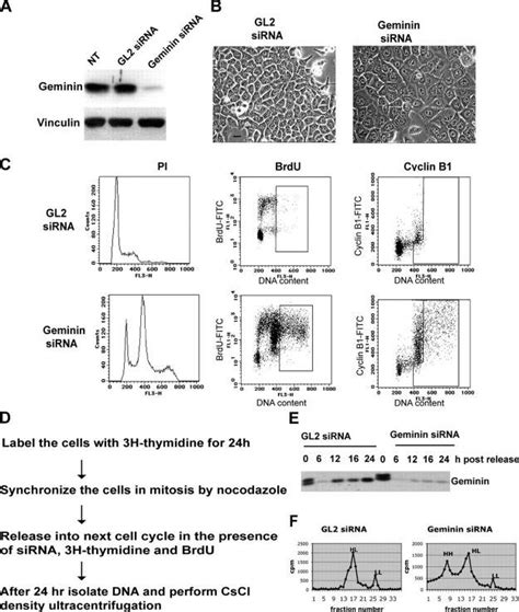 Depletion Of Geminin By SiRNA Induces Rereplication Western Blot A