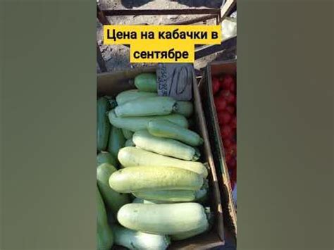Цена на кабачки в сентябре - YouTube