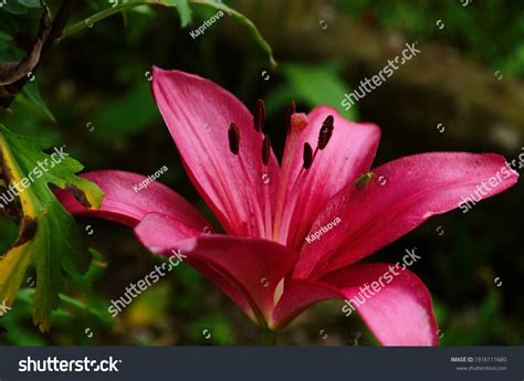 Hot Pink Dark Pink Lily Flowers Stock Photo Shutterstock