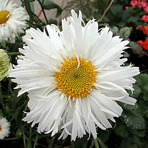 Leucanthemum superbum 'Crazy Daisy' | Perennial Resource