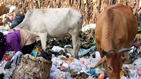 Jelang Iduladha Dispangtan Kota Surakarta Imbau Masyarakat Waspada