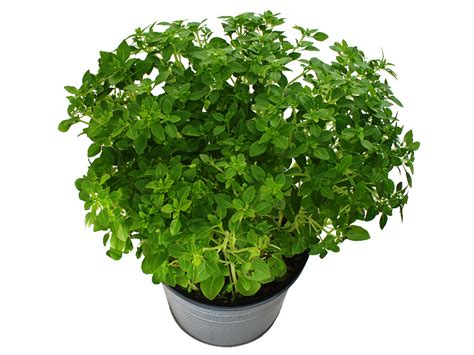 Potted Plant With Green Leaves Png Free Isolated Objects Textures