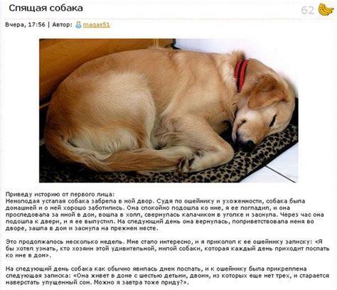 Рейтинг самых толстых собак во всем мире: их истории и описание жизни