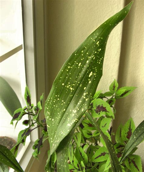 Aspidistra Care And Growing Guide Our Top Expert Tips Gardeningetc