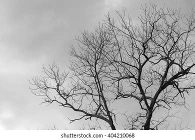 Naked Branches Tree Grey Sky Clouds Stock Photo Shutterstock