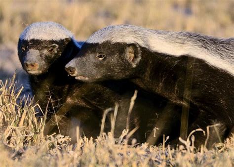 Animal fights: Can a honey badger win a fight with a wolverine?