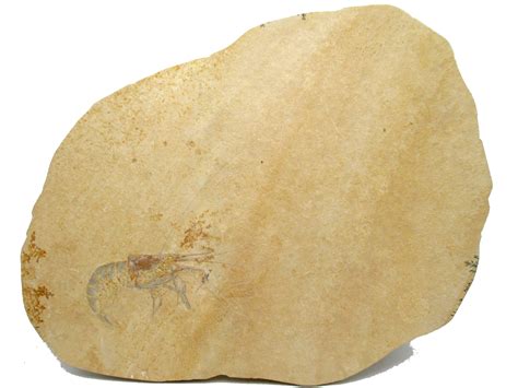 Jurassic Solnhofen Shrimp Ss80 Fossils For Sale