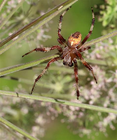 Araneus Marmoreus Rimvydas Kinduris Flickr