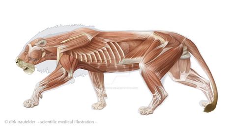 lion anatomy 3 by DirkTraufelder on DeviantArt