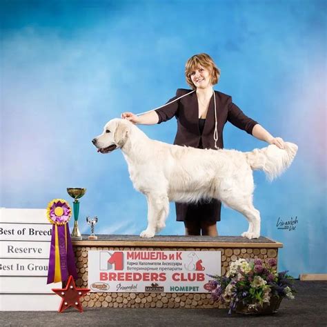 kennel_absolutedream_ - 🔥Горячие новости🔥 от выпускника питомника 💫 ...