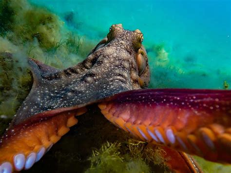 5 Awesome Dumbo Octopus Facts The Cutest Octopus Ever Octonation