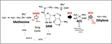 Schematic Representation Of The Ethylene Biosynthesis Pathway Amino