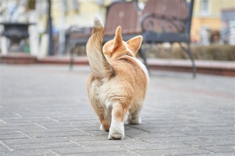犬の尻尾の振り方で気持ちがわかる？犬の尻尾について Moflog（モフログ）