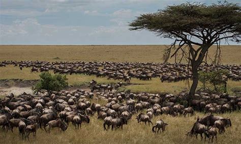 The great Wildebeest wigration in Tanzania | Tanzania wildebeest migration