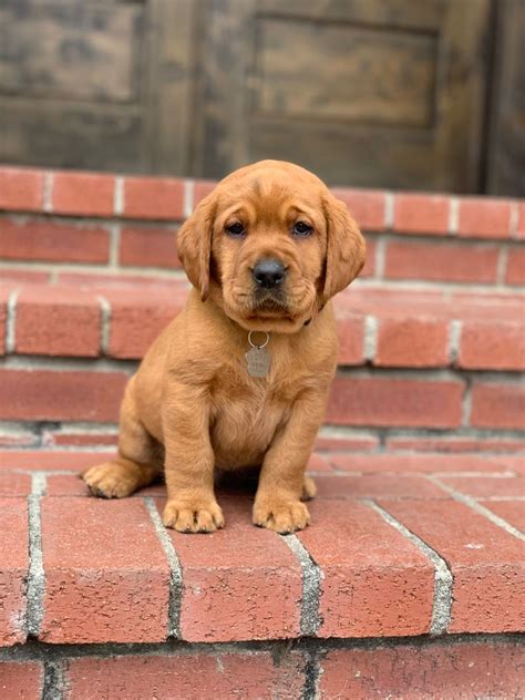 Red Moon Fox Red Lab Puppies Annie 3 23 Artofit