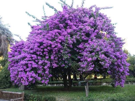 Beautiful Purple Jacaranda Tree Pictures, Photos, and Images for Facebook, Tumblr, Pinterest ...