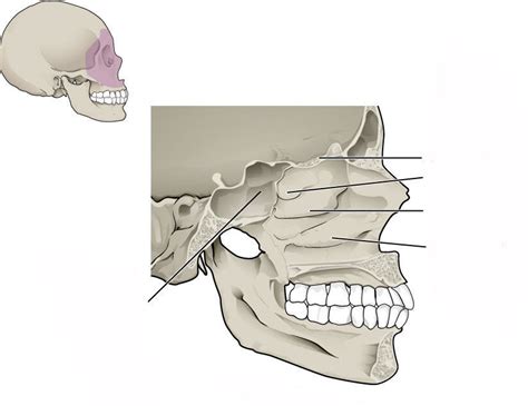 Lateral Wall of Nasal Cavity Diagram | Quizlet