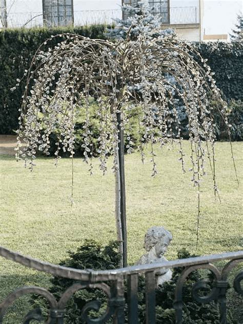 Weeping Pussy Willow Topgraft Jeffries Nurseries