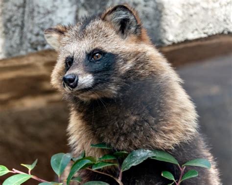 Tanuki Pet