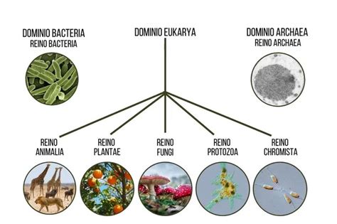 Cómo es la clasificación de los seres vivos Costarricenses