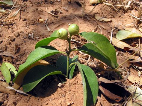 Olax scandens (Olacaceae) image 87994 at PhytoImages.siu.edu
