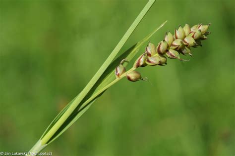 Carex Panicea Ostřice Prosová • Pladias Databáze české Flóry A Vegetace