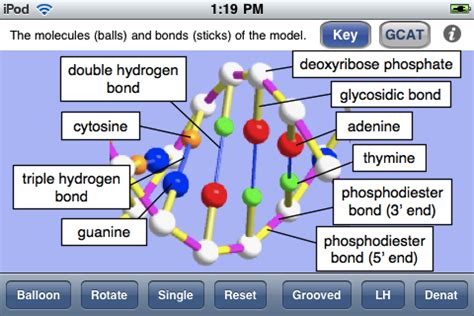 Labeled Dna Model Project The Watson Crick Structure Of DNA