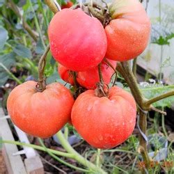 Томат Фатима: ОТЗЫВЫ (26), фото, урожайность, описание и характеристика ...