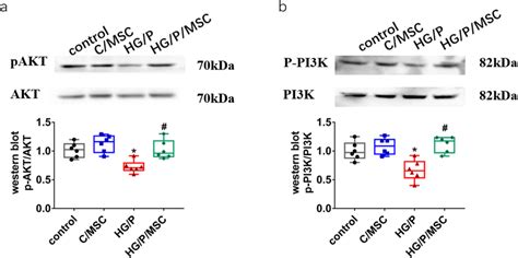 Human Umbilical Cord Mesenchymal Stem Cells Hucmscs Induce Activation Download Scientific