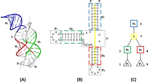 Labeled Rna Model