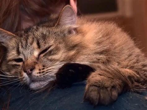 how to know when to euthanize your cat