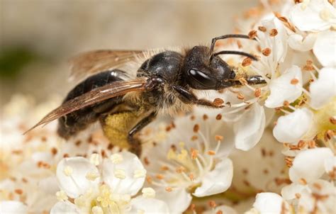 Solitary Bees 101 The Lonely World Of The Flower Bee Earth Life