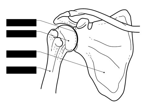 Ball And Socket Joint Shoulder