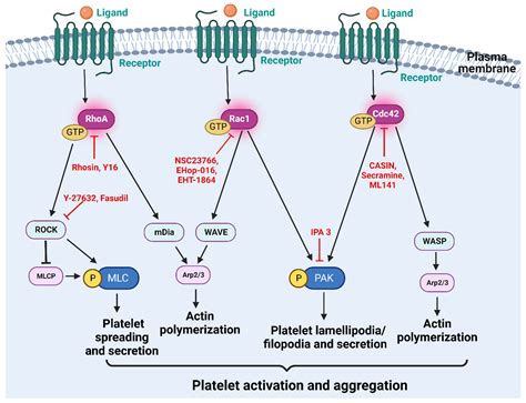 Rho GTPase Signaling in Platelet Regulation and Implication for ... 