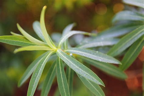 Euphorbia Ceratocarpa Sicily Spurge Garden