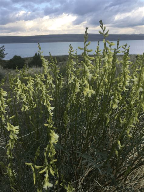 Basalt Milkvetch Astragalus Filipes Western Forbs