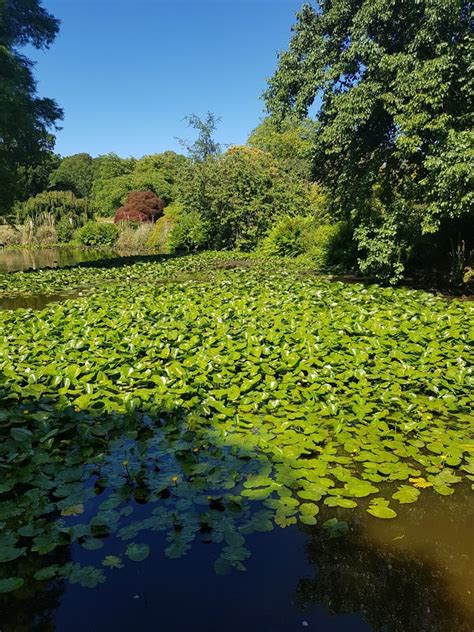 Lily Pads On Large Pond Stock Image Image Of Lily 120149879