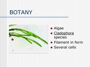 Photomicro Graphs Plant Tissue By Learning Source Tpt