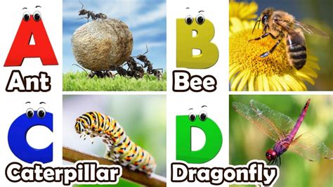 abc insect song    insects song insects alphabet song phonics