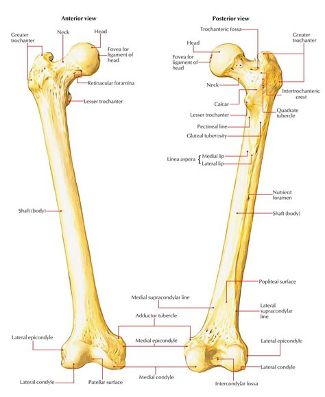 Diagram Diagram Femur Bone Mydiagramonline