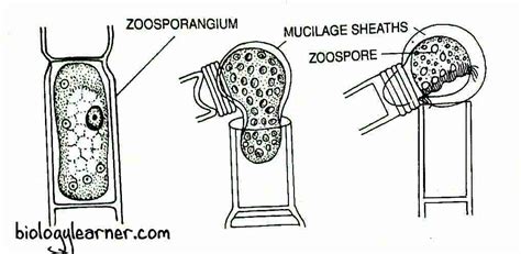 Oedogonium: Features, Occurrence, Structure, Reproduction