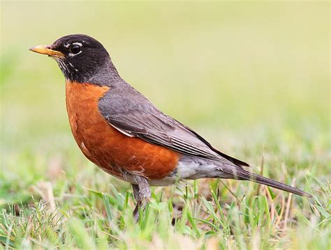 48 Birds Of Oklahoma The Worlds Rarest Birds