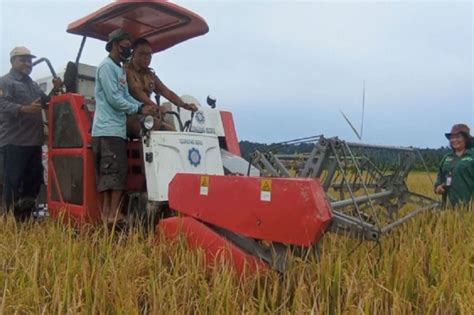 Manfaatkan Lahan Tidur Petani Manokwari Mampu Panen Raya Padi