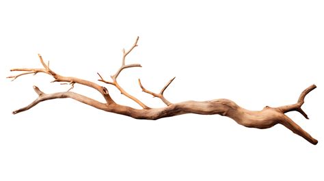 Dry Wood Branch Isolated On Transparent Background Ai Generated