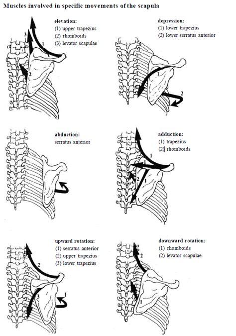 Scapula Muscle Action Physical Therapy Student Physical Therapy